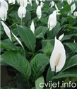 Cvijet Spatifilum - Spathiphyllum 